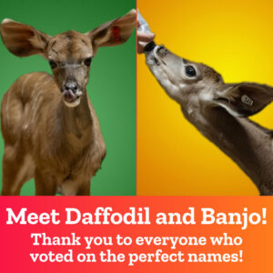 Kudu babies Daffodil & Banjo