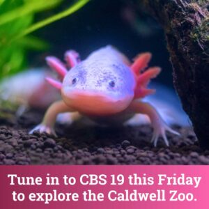Axolotl
