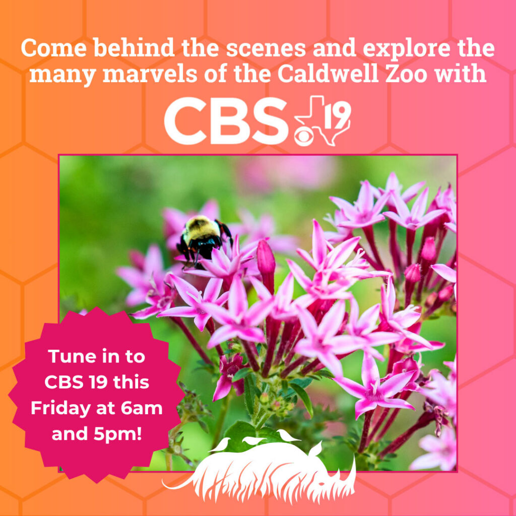 Behind the Beehive