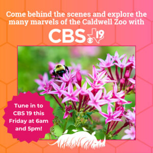 Behind the Beehive