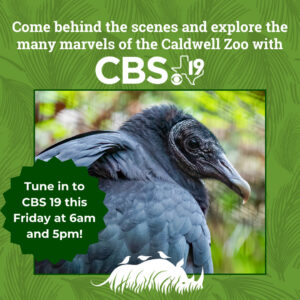 Black Vulture