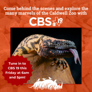 Behind the Scenes with CBS 19