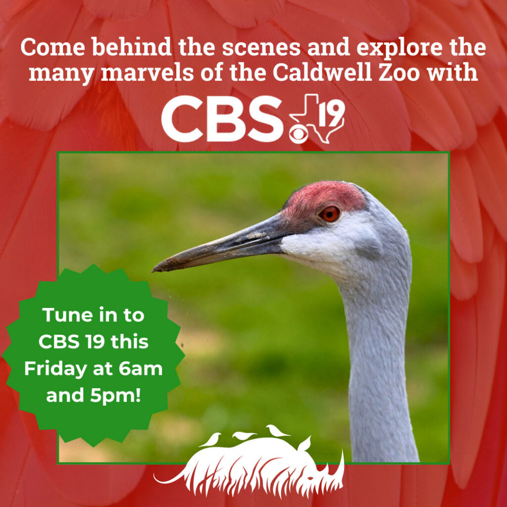 Behind the Scenes with CBS 19