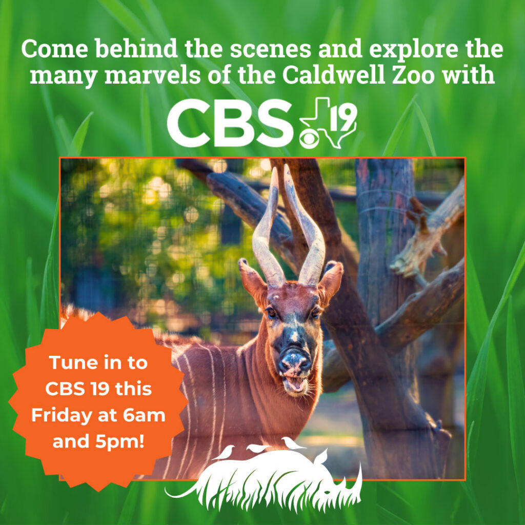 Behind the Scenes with CBS 19