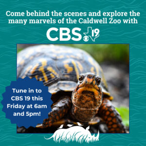 Behind the Scenes - Turtles