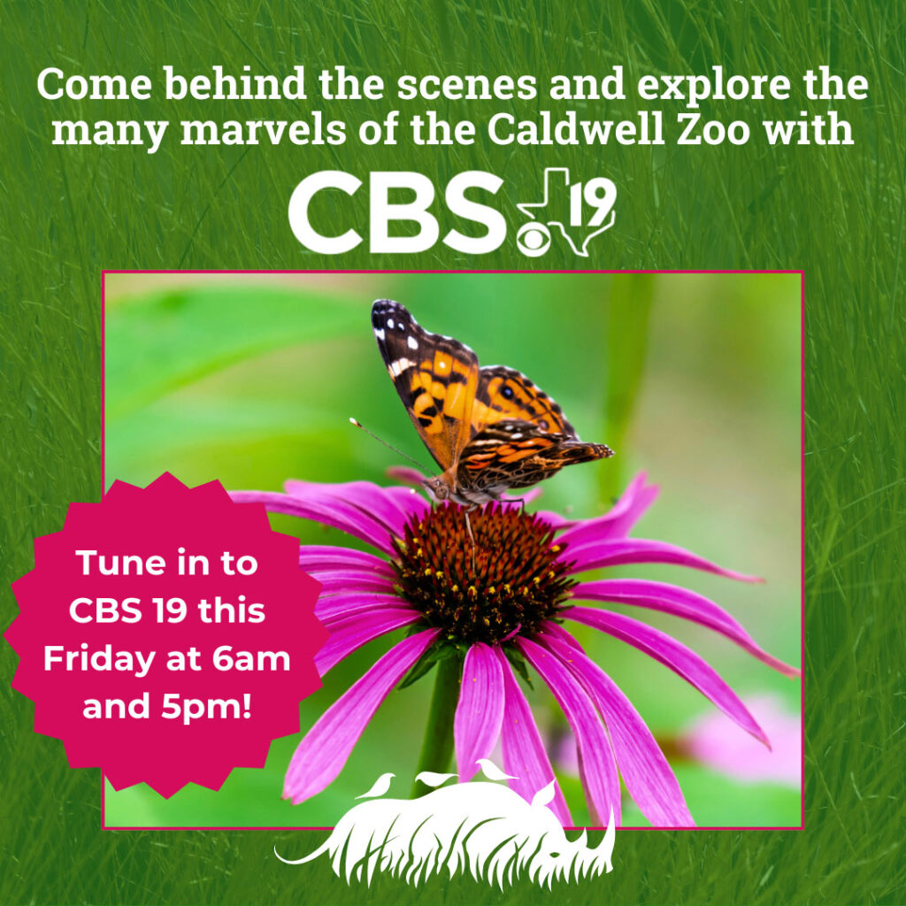Behind the Scenes - Pollinators