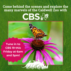 Behind the Scenes - Pollinators