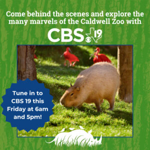 Capybara