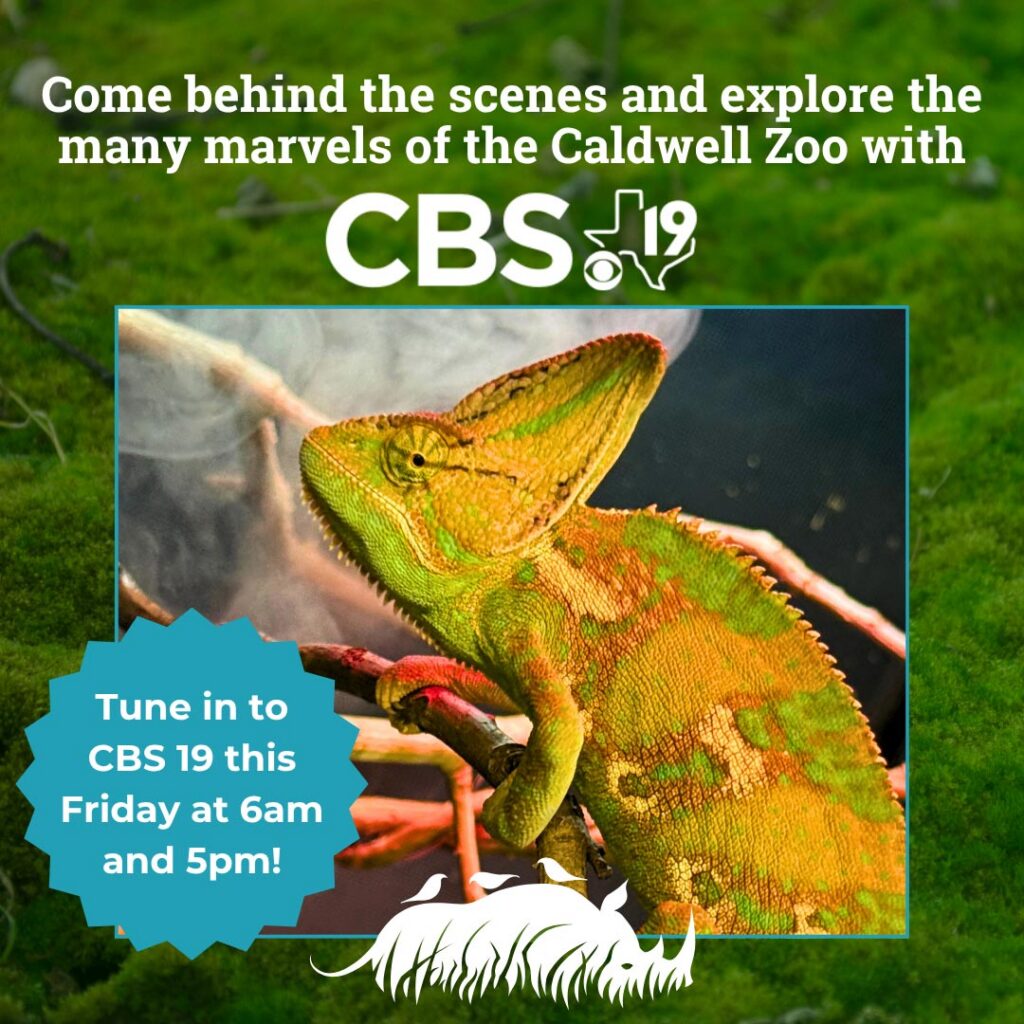 Chameleons