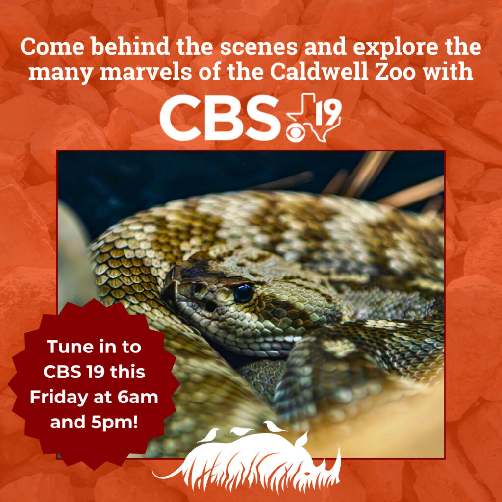 Snakes of East Texas