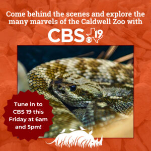 Snakes of East Texas