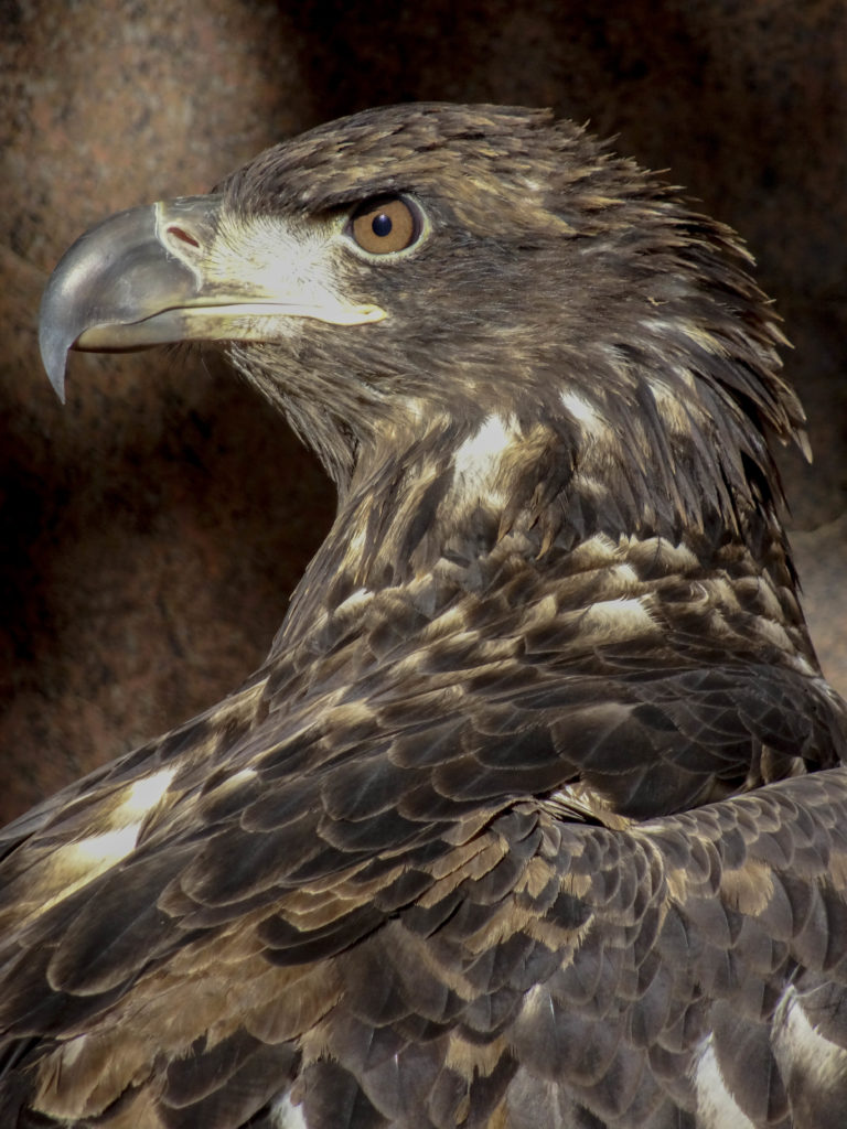 Indy Bald Eagle