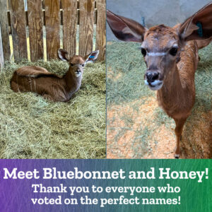 Bluebonnet and Honey