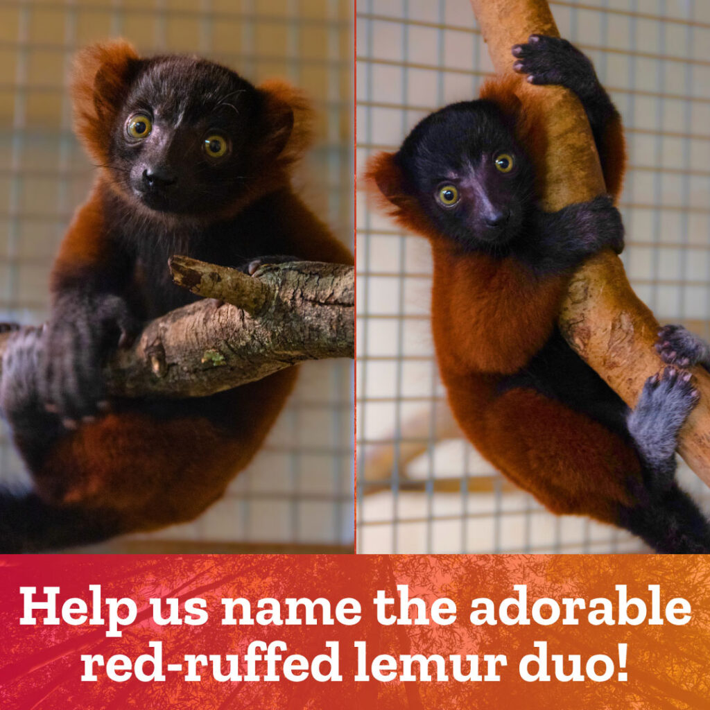 Baby Red-ruffed Lemurs!