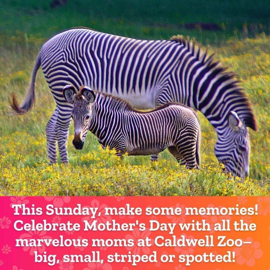 Mother's Day at the Zoo