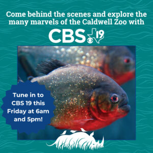 Piranhas on CBS19