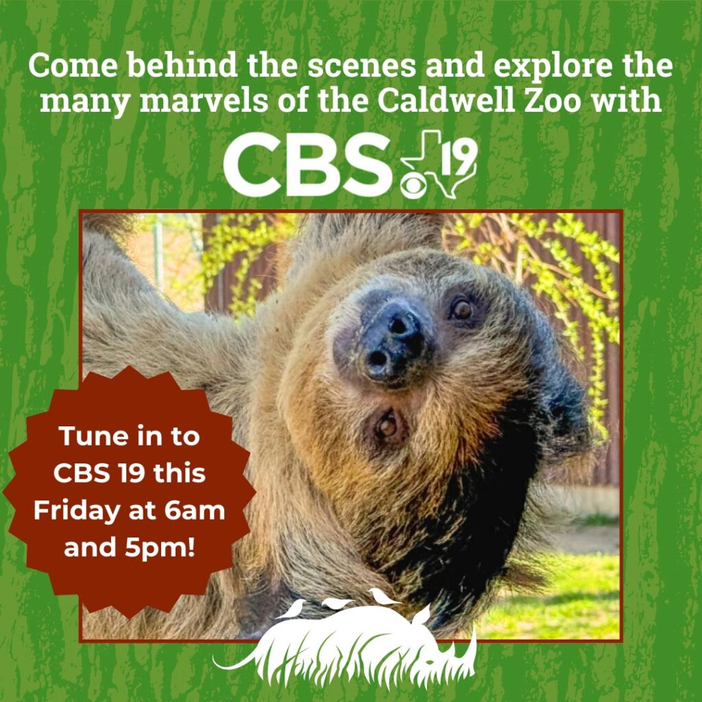 Behind the Scenes with CBS 19 - Sloth