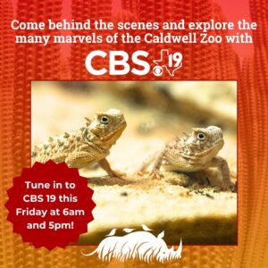 Texas Horned Lizard