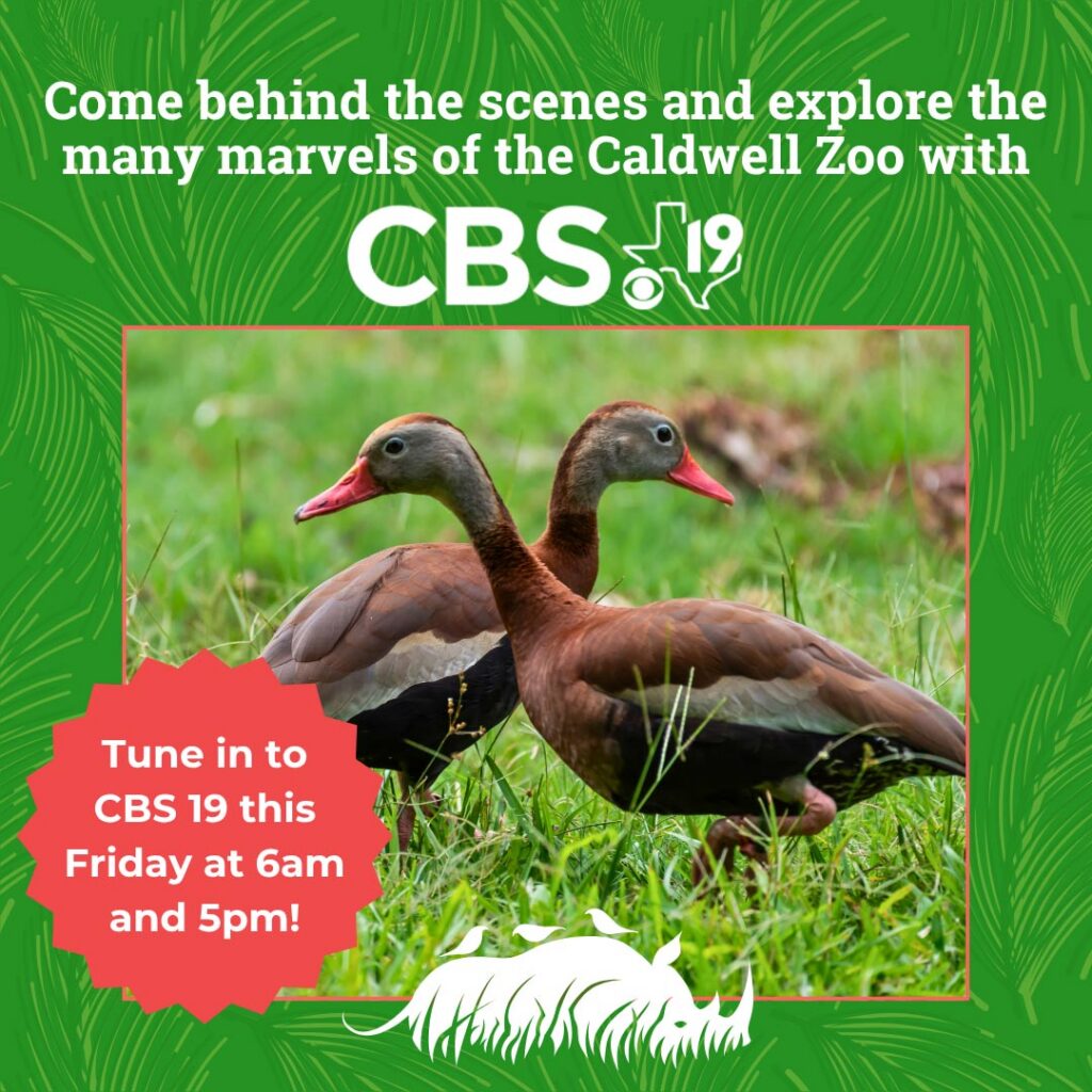 Tune In!