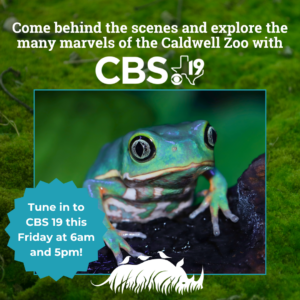 Waxy Monkey Frog