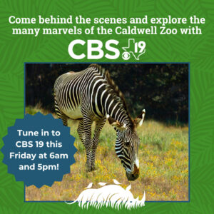 Zebras on CBS