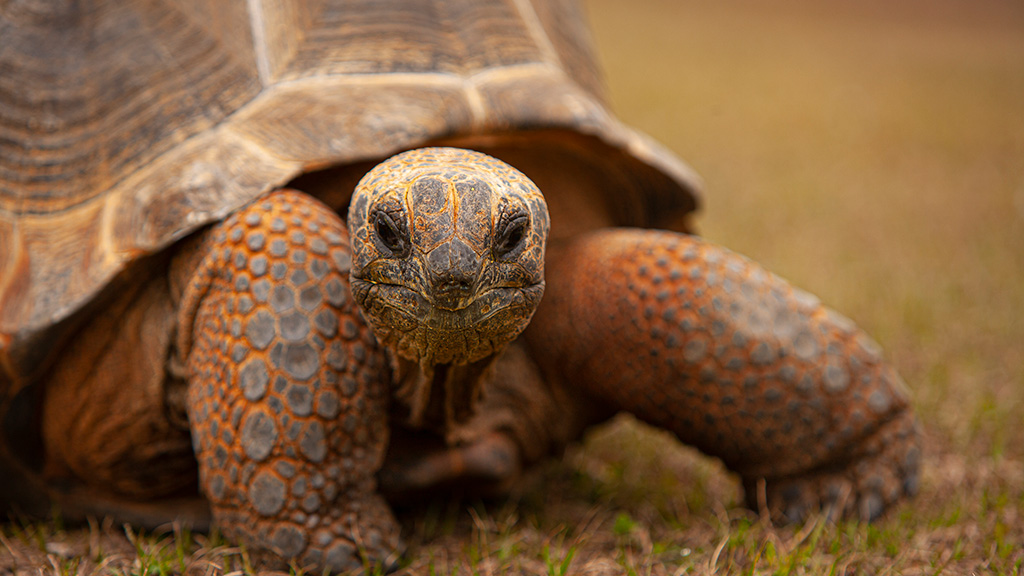 aldabra tortoise