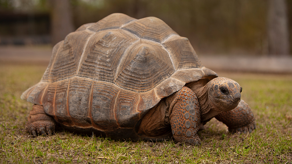 aldabra tortoise