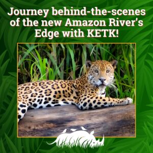 Behind the Scenes Jaguar image