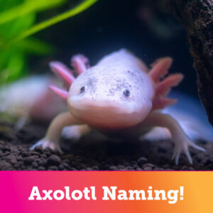 Name the Axolotls