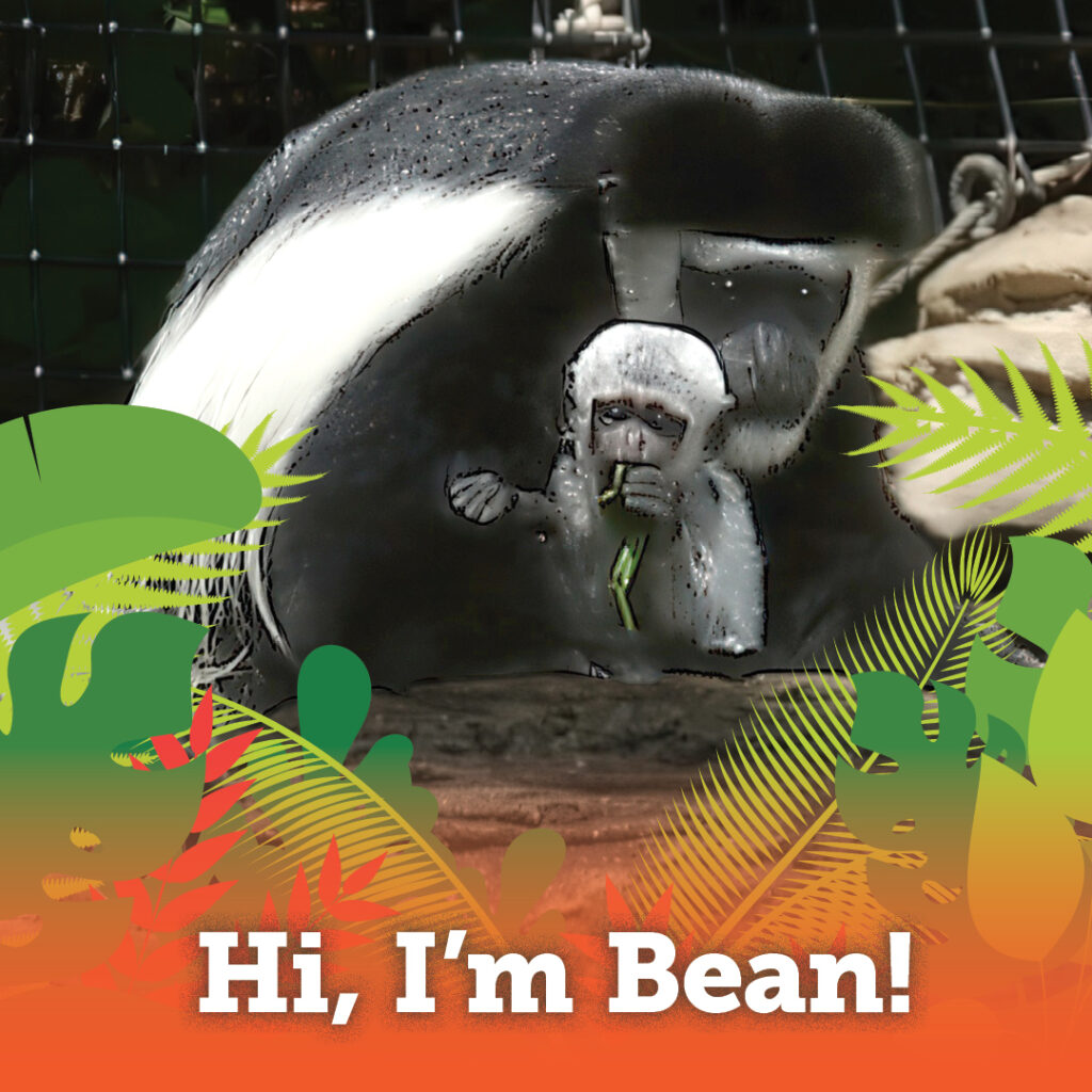 Bean!