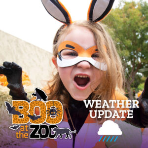 Boo Weather Update
