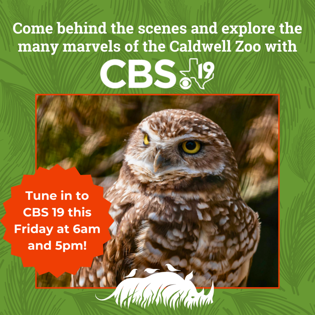 Burrowing Owl