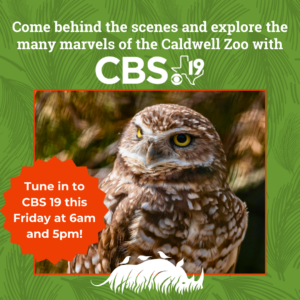 Burrowing Owl