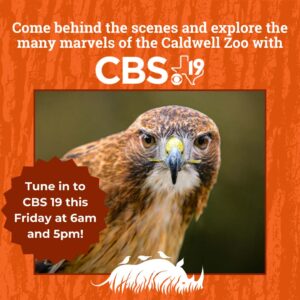 Red Tailed Hawk on CBS Exploring the Caldwell Zoo