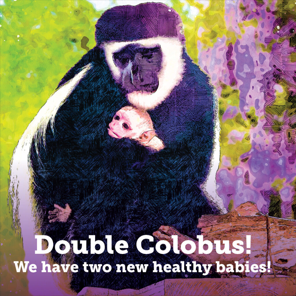 Colobus Babies