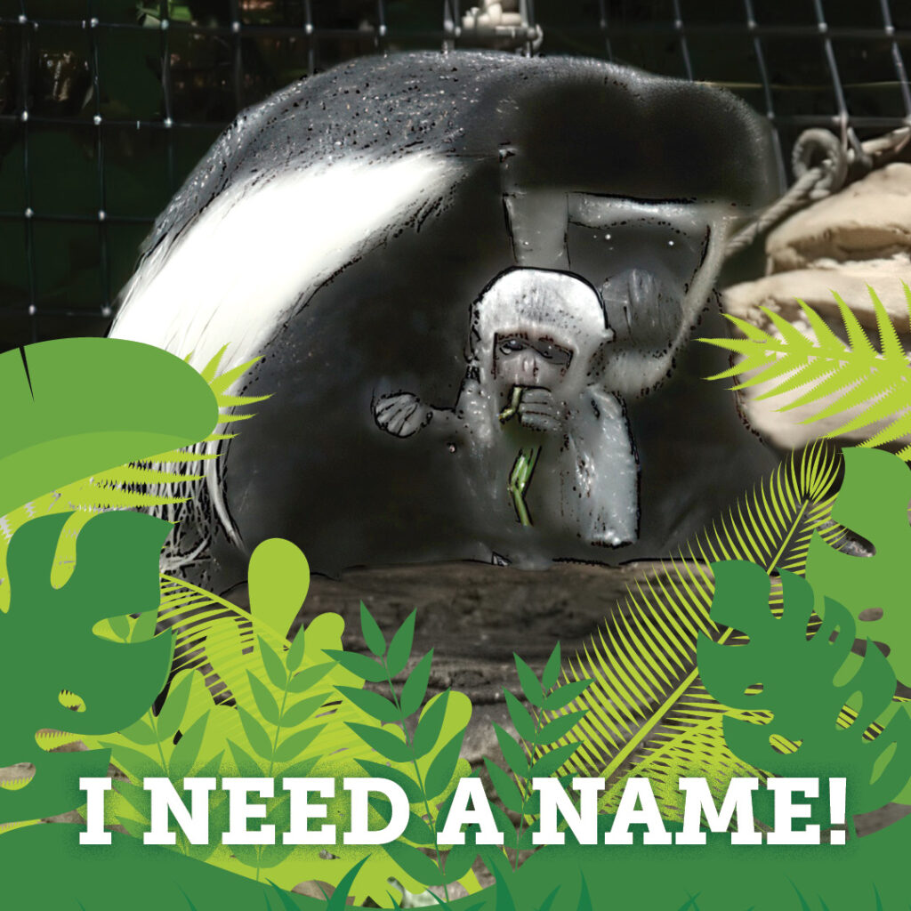 Colobus Naming