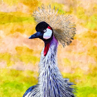 Crowned Crane