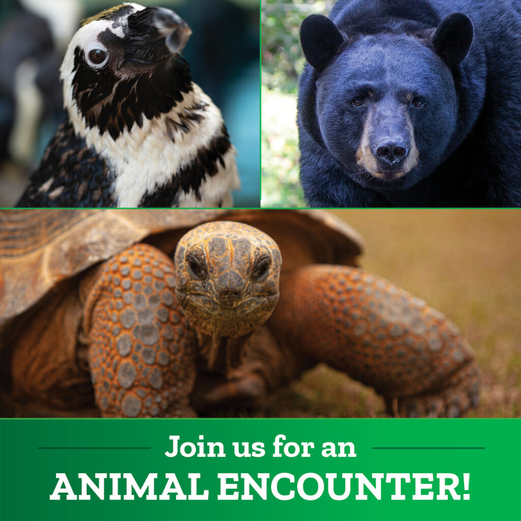 Animal Encounters