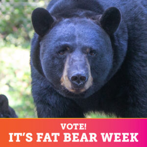 Fat Bear