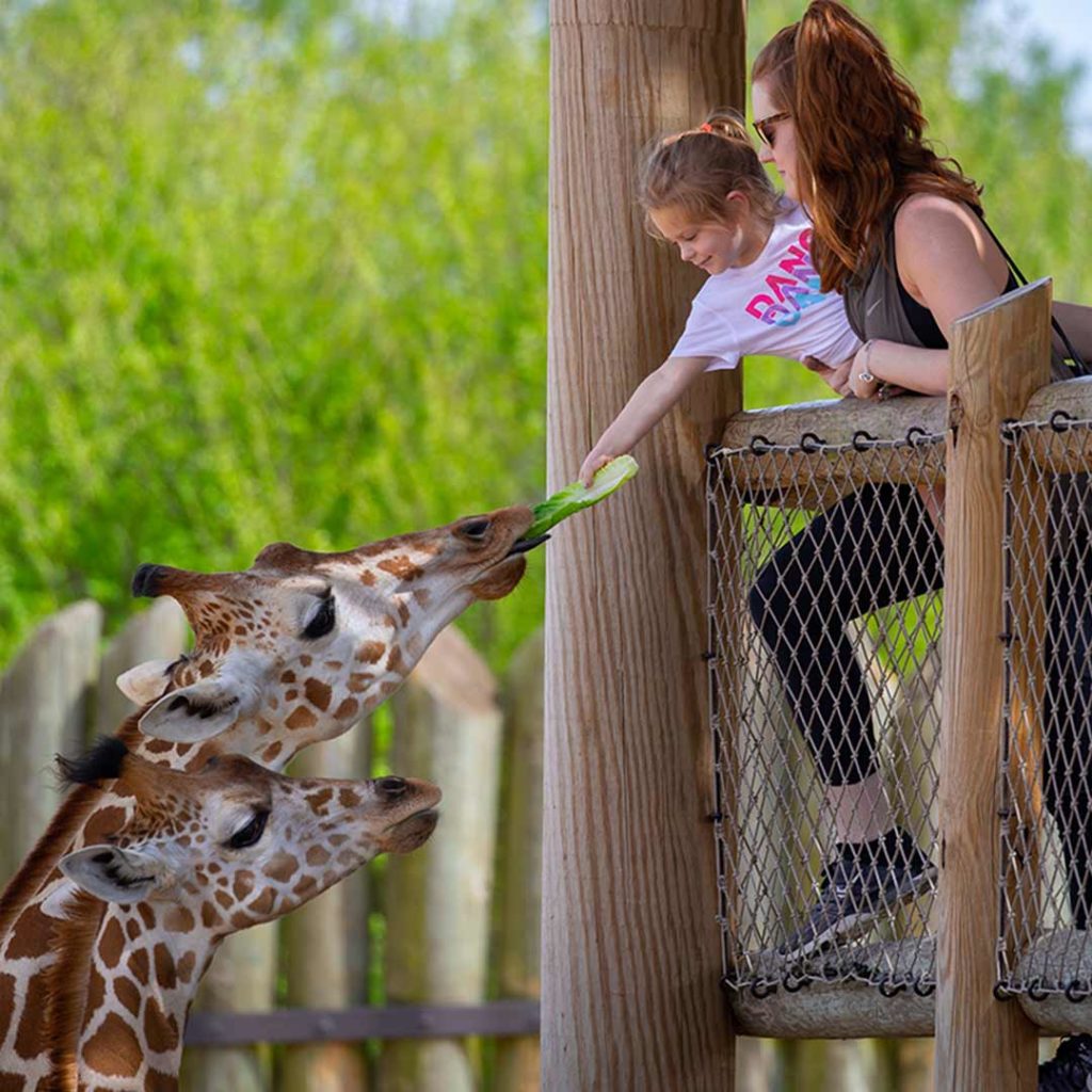 giraffe feeding adelaide zoo