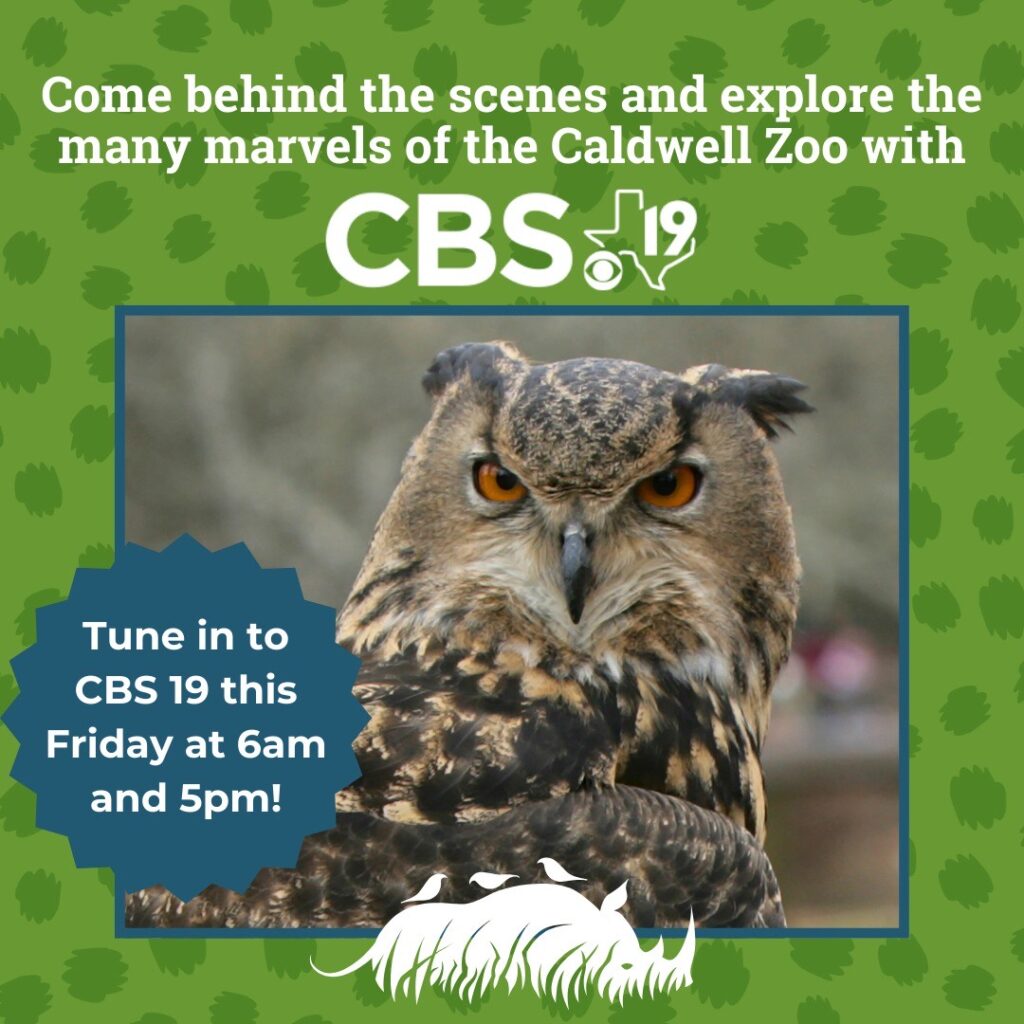 Learn about the beautiful Eurasian Eagle-Owl!
