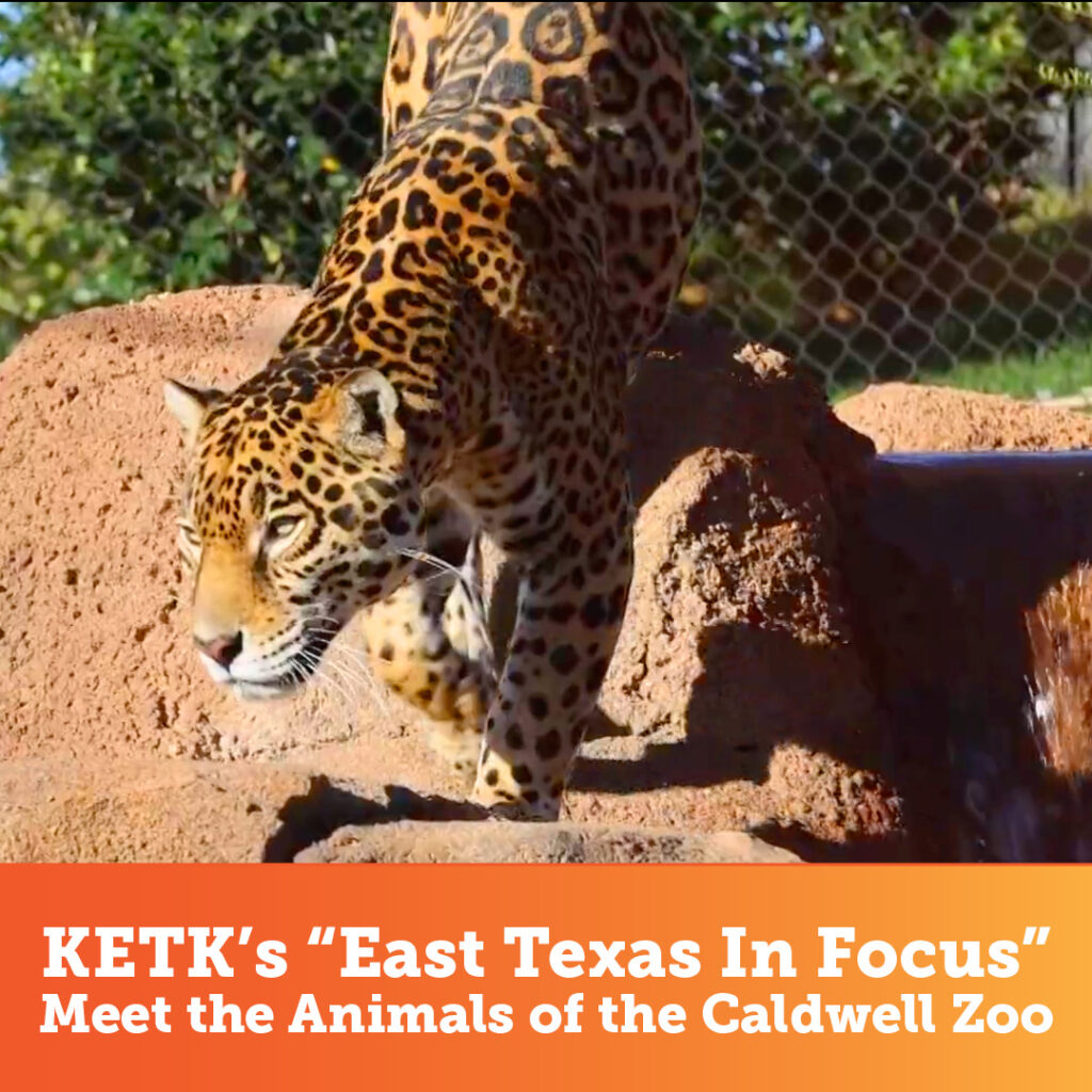 Jaguar stalking at Caldwell Zoo