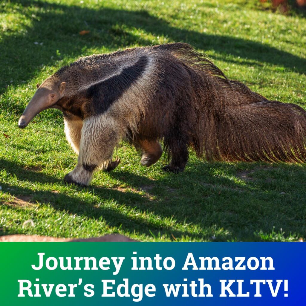 Giant Anteater