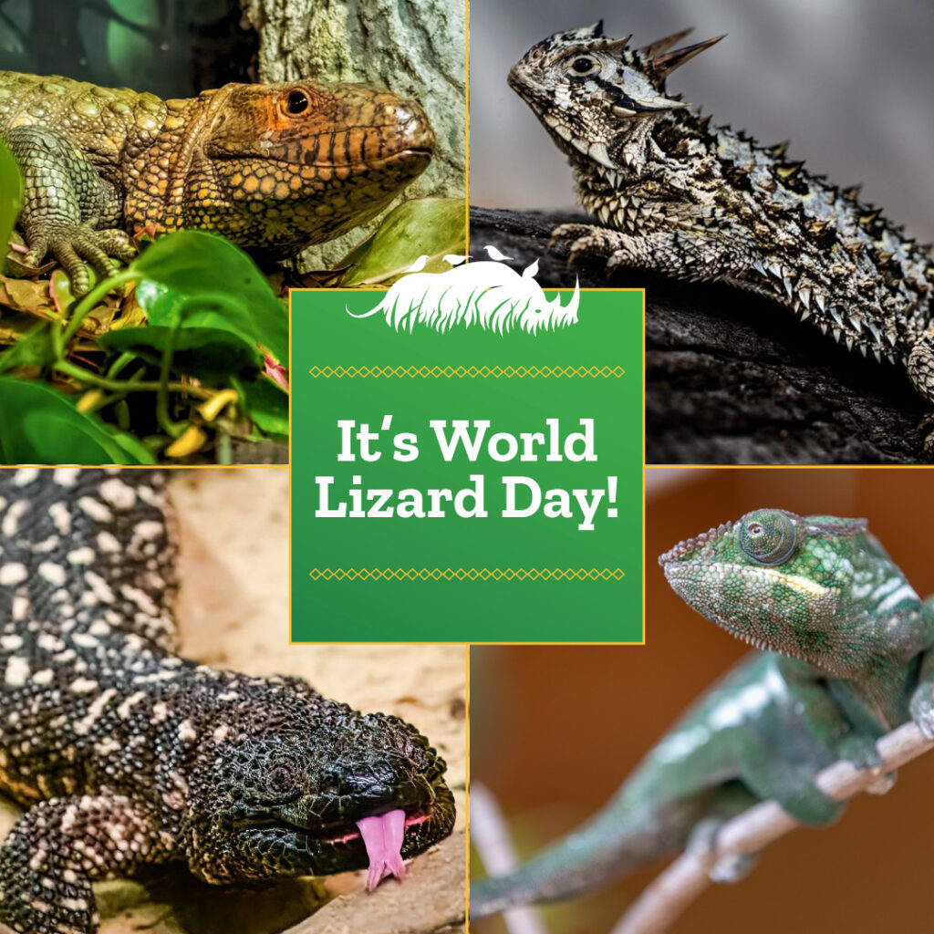 Lizard Day