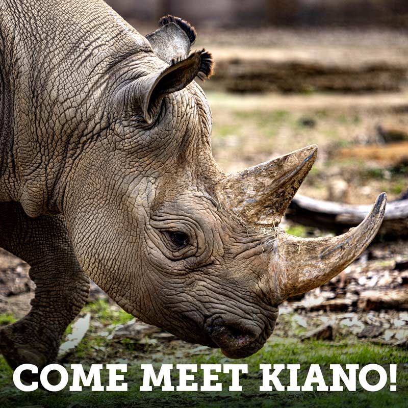 Come Meet Kiano!