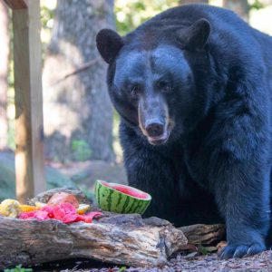 Bear eating watermelon