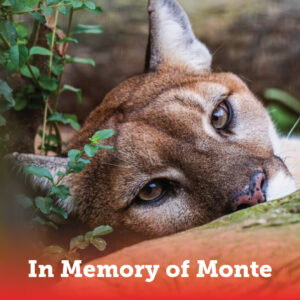 In Memory of Monte
