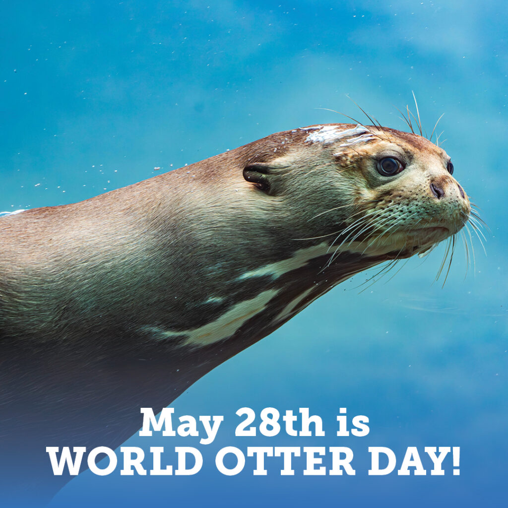 World Otter Day