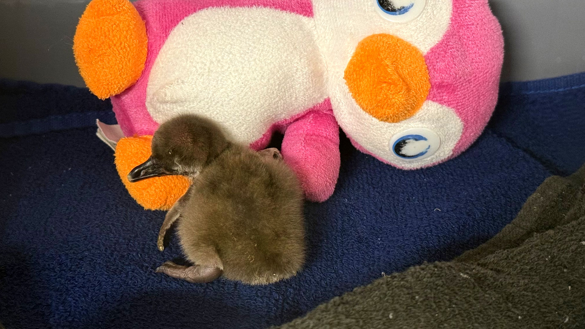 penguin chick with stuffed penguin