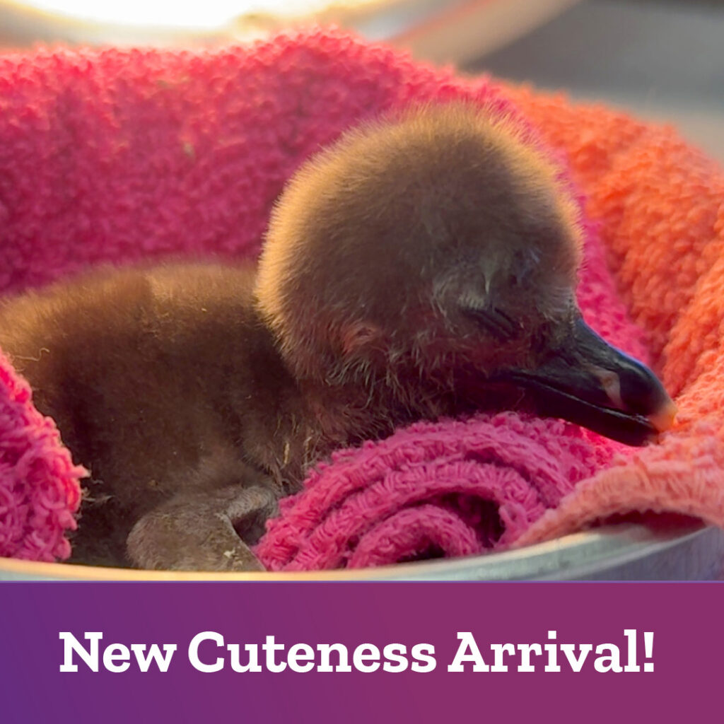 Penguin Chick